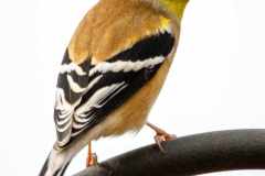 bird2
