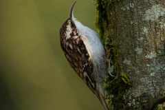 bird4